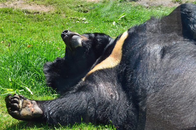 Malaienbär - Zoologischer Garten Berlin