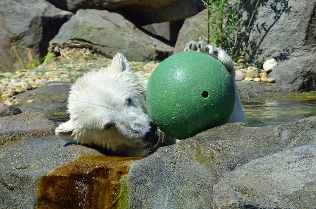 Eisbär - Tiergarten Schönbrunn