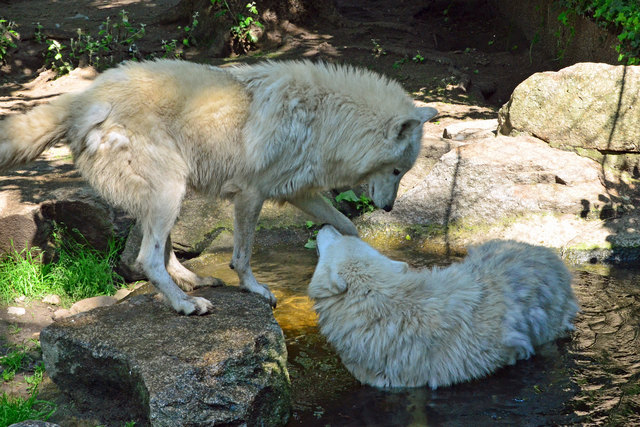 Arktischer Wolf - Zoologischer Garten Berlin