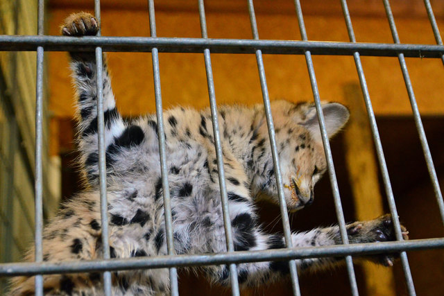 Serval (Jungtier) - Weißer Zoo Kameltheater