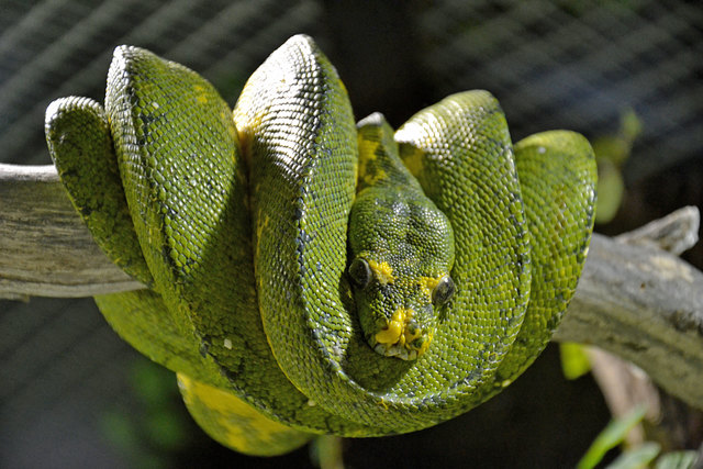 Grüner Python - Haus des Meeres
