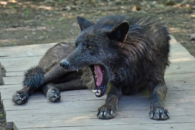 Europäischer Wolf - Steppentierpark Pamhagen