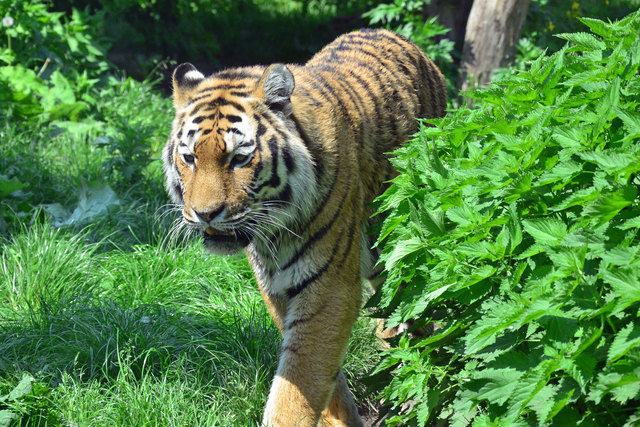 Tiger - Tiergarten Schönbrunn