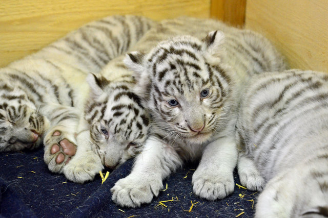 Weißer Tiger (Jungtiere) - Weißer Zoo Kameltheater