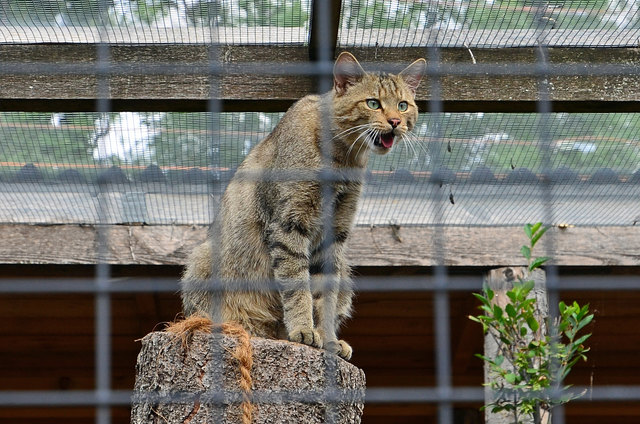 Wildkatze - Blumengärten Hirschstetten