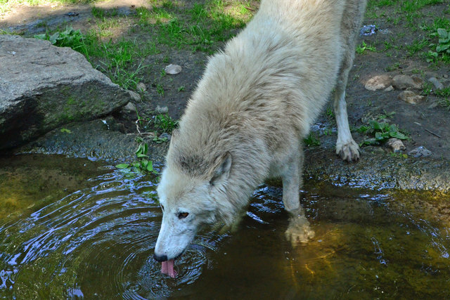 Arktischer Wolf - Zoologischer Garten Berlin