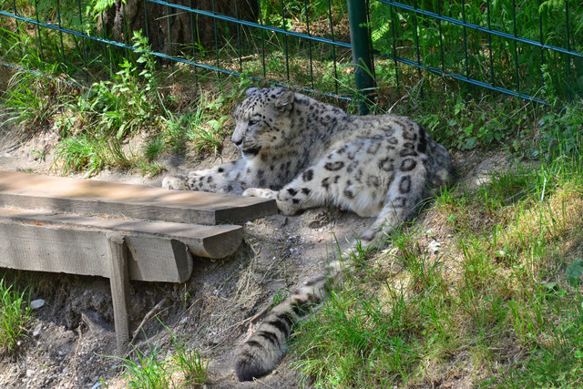Schneeleopard - Weißer Zoo Kameltheater