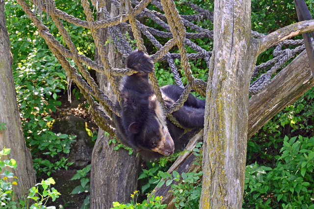 Brillenbär - Tiergarten Schönbrunn