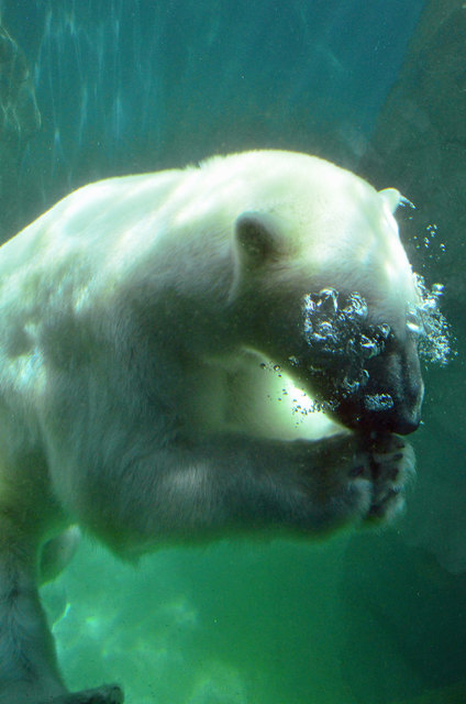 Eisbär - Tiergarten Schönbrunn