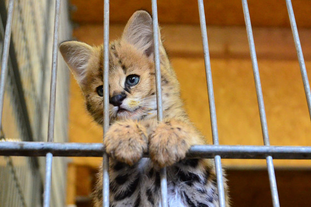 Serval (Jungtier) - Weißer Zoo Kameltheater
