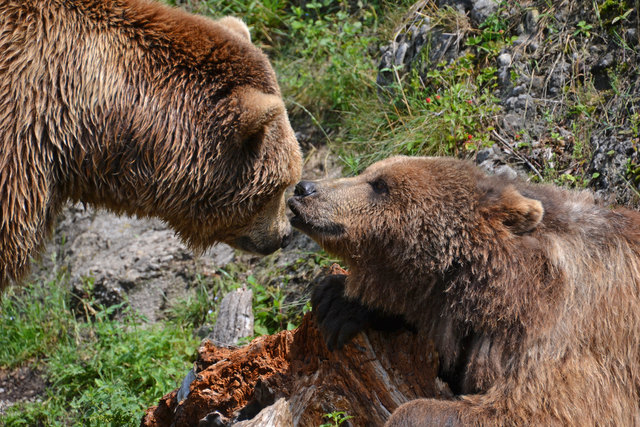 Braunbär - Tierpark Hellbrunn