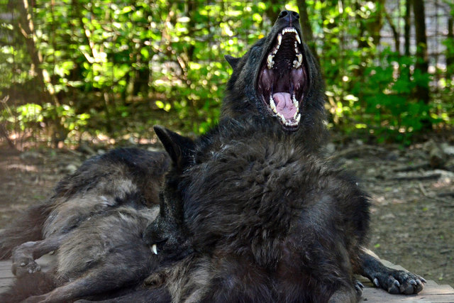 Europäischer Wolf - Steppentierpark Pamhagen