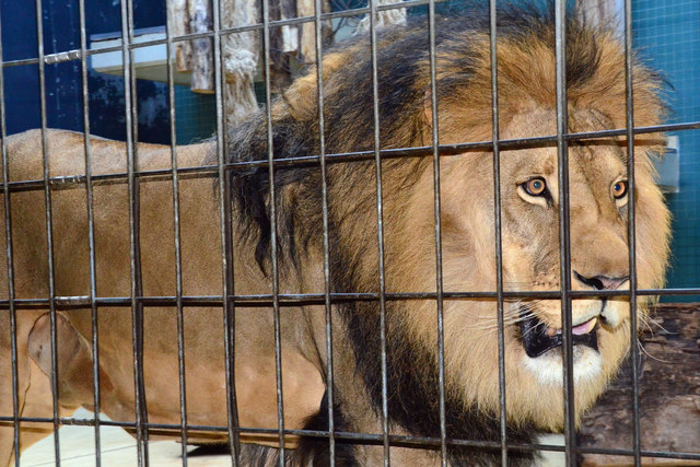 Löwe (vor Fütterung) - Zoologischer Garten Berlin
