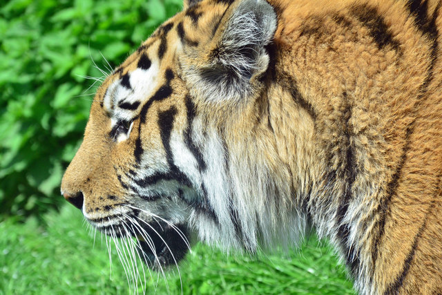 Tiger - Tiergarten Schönbrunn