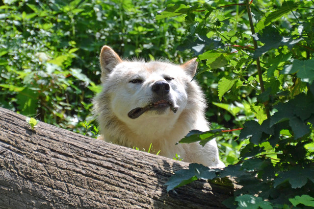 Arktischer Wolf - Tierpark Hellbrunn