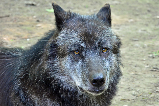 Europäischer Wolf - Steppentierpark Pamhagen