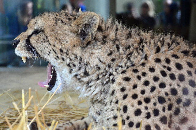 Gepard - Tiergarten Schönbrunn