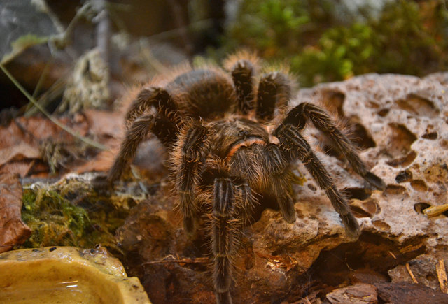 Vogelspinne - Happ Reptilienzoo Klagenfurt