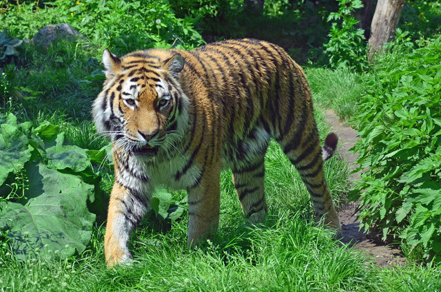 Tiger - Tiergarten Schönbrunn