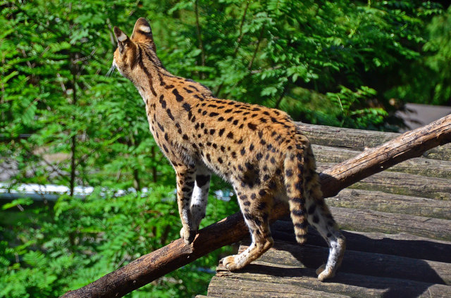 Serval - Weißer Zoo Kameltheater
