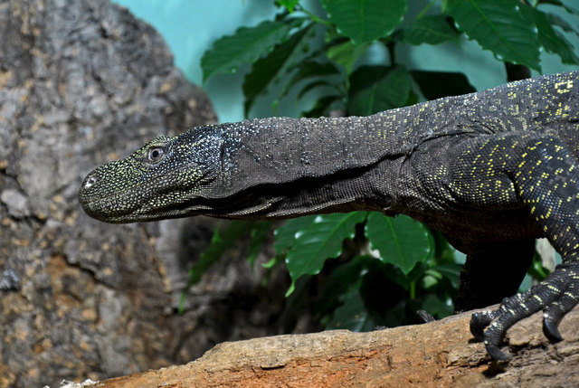 Papua Waran - Haus des Meeres