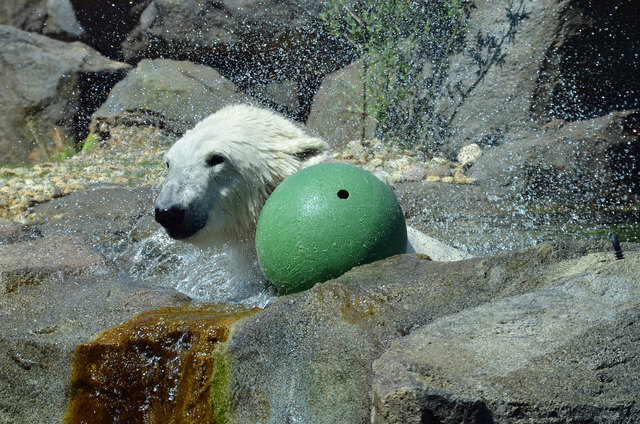 Eisbär - Tiergarten Schönbrunn (neues Gehege)