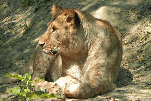 Löwe - Tiergarten Schönbrunn