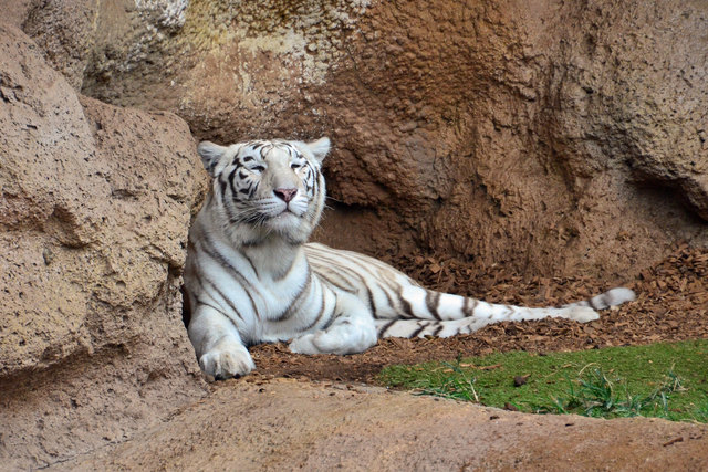 Weißer Tiger - Loro Park Teneriffa