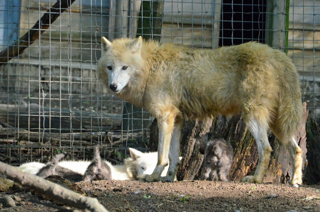 Arktischer Wolf (mit Jungtieren) - Tiergarten Schönbrunn