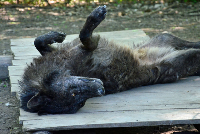 Europäischer Wolf - Steppentierpark Pamhagen