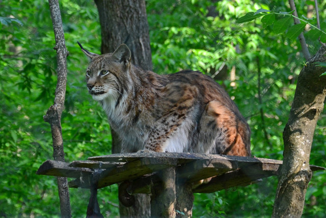 Europäischer Luchs - Steppentierpark Pamhagen