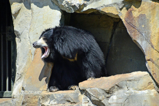 Lippenbär - Zoologischer Garten Berlin