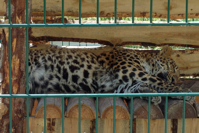 China Leopard - Weißer Zoo Kameltheater