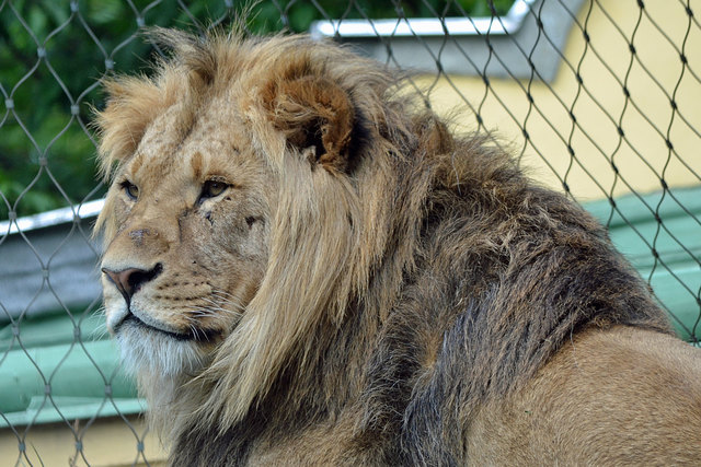 Löwe - Tiergarten Schönbrunn