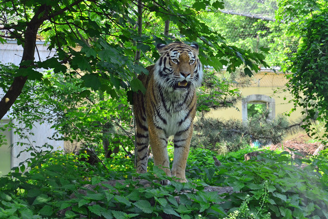 Tiger - Tiergarten Schönbrunn