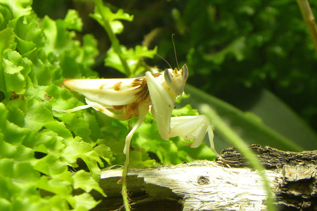 Geistermantis - Tiergarten Schönbrunn