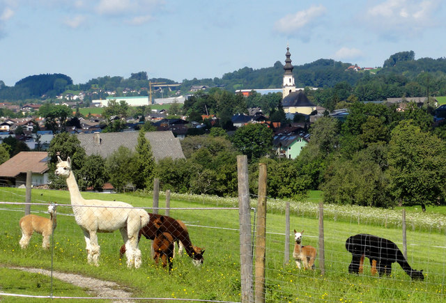 in Südamerika beheimatet, in Thalgau auch zuhaus