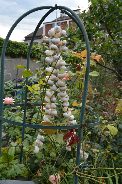 Mit sehr viel Liebe zum Detail hat die Purgstallerin ihre grüne Gartenoase gestaltet. | Foto: Roland Mayr