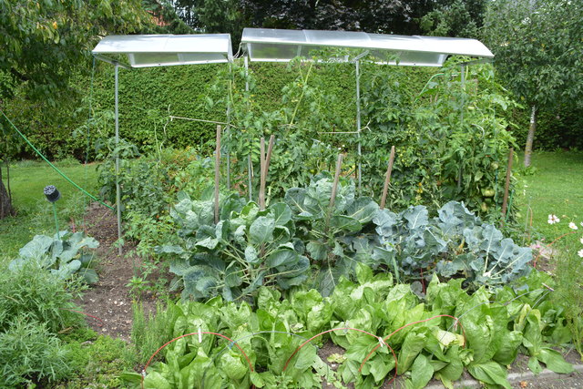Das Gemüse sprießt in Wilheme Buxhofer "grüner Oase" in Purgstall. | Foto: Roland Mayr