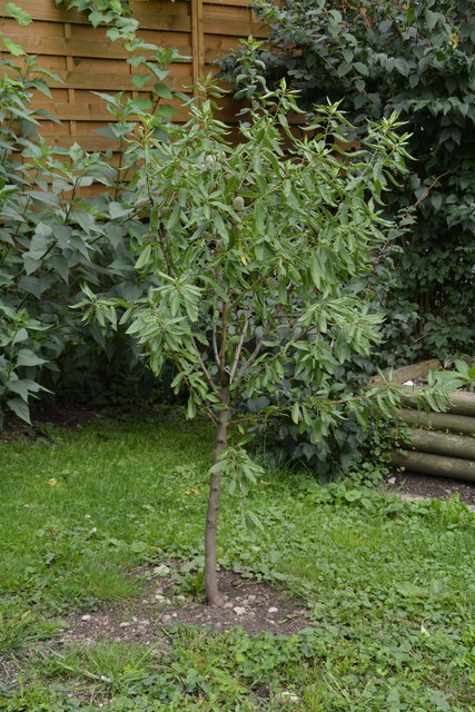 Mit sehr viel Liebe zum Detail hat die Purgstallerin ihre grüne Gartenoase gestaltet. | Foto: Roland Mayr