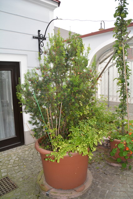 Mit sehr viel Liebe zum Detail hat die Purgstallerin ihre grüne Gartenoase gestaltet. | Foto: Roland Mayr