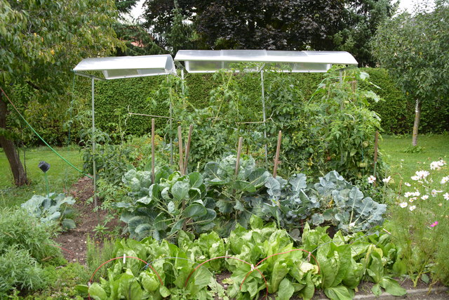 Das Gemüse sprießt in Wilheme Buxhofer "grüner Oase" in Purgstall. | Foto: Roland Mayr
