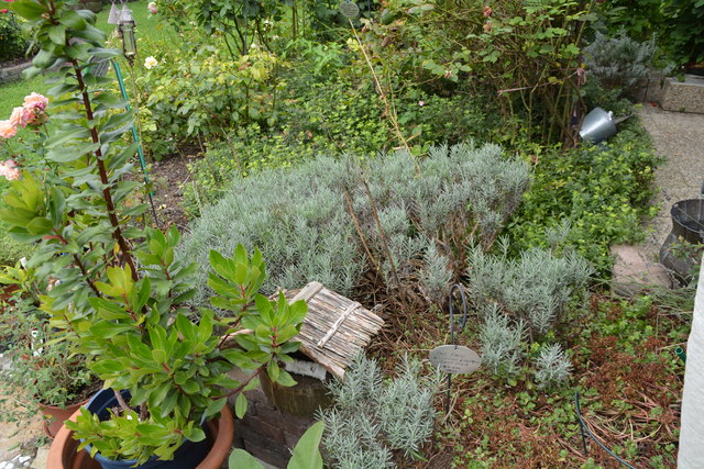 Der Salbei sprießt in Wilhemine Buxhofers Garten. | Foto: Roland Mayr