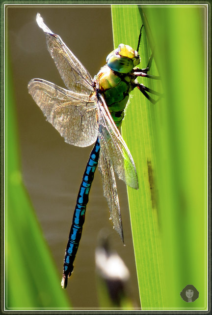 Die Blaugrüne Mosaikjungfer (Aeshna cyanea) ist eine Art aus der Familie der Edellibellen (Aeshnidae), welche der Unterordnung der Großlibellen (Anisoptera) angehören. Es handelt sich um eine große, in Mitteleuropa häufig anzutreffende Libelle mit einer Flügelspannweite von maximal elf Zentimetern