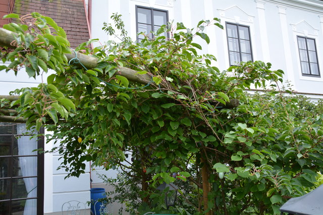 Mit sehr viel Liebe zum Detail hat die Purgstallerin ihre grüne Gartenoase gestaltet. | Foto: Roland Mayr