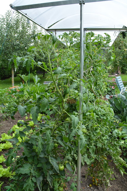 Das Gemüse sprießt in Wilheme Buxhofer "grüner Oase" in Purgstall. | Foto: Roland Mayr