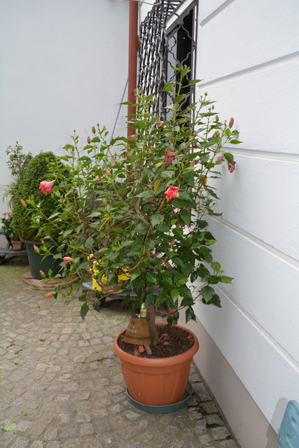 Mit sehr viel Liebe zum Detail hat die Purgstallerin ihre grüne Gartenoase gestaltet. | Foto: Roland Mayr