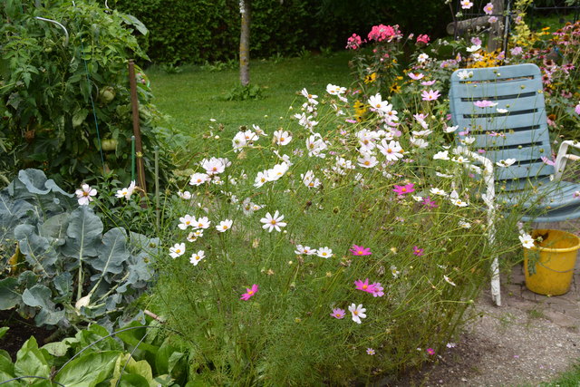 Die Blütenpracht in Wilhemine Buxhofers Garten ist eine wahre Augenweide. | Foto: Roland Mayr