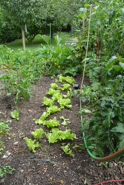 Das Gemüse sprießt in Wilheme Buxhofer "grüner Oase" in Purgstall. | Foto: Roland Mayr
