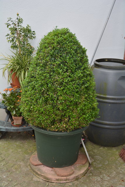 Mit sehr viel Liebe zum Detail hat die Purgstallerin ihre grüne Gartenoase gestaltet. | Foto: Roland Mayr